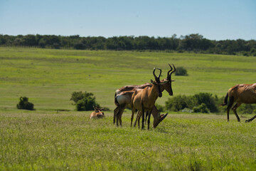 Fototapeta premium A group of antelopes grazes peacefully in a lush green meadow under a clear blue sky, showcasing their distinctive horns and coat colors.