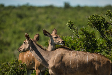 A group of kudu antelopes standing among lush green foliage in their natural environment, showcasing their distinctive features and elegant poses. © Alexander