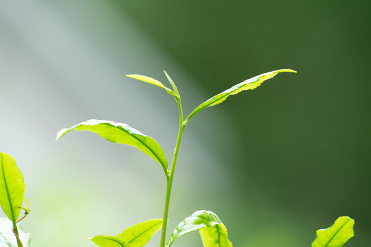茶葉　新茶
