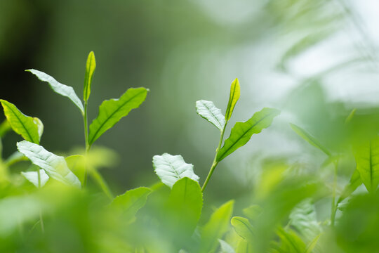 茶葉　新茶