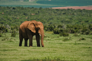 Fototapeta premium A solitary adult elephant is grazing in a lush green grassland. The background features dense vegetation and a clear sky.