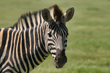 Naklejka premium A close-up view of a zebra showcasing its distinctive black and white stripes in a grassy landscape.