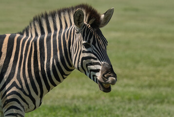 Naklejka premium A detailed close-up of a zebra's head showcasing distinctive black and white stripes against a blurred green background.