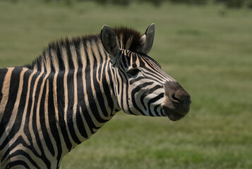 Naklejka premium A detailed close-up of a zebra showcasing its unique black and white stripes in a grassy, natural setting.