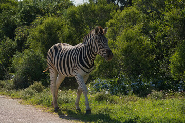 Naklejka premium A zebra walking along a path in a lush green environment with bushes and flowers in the background, showcasing its distinct black and white stripes.