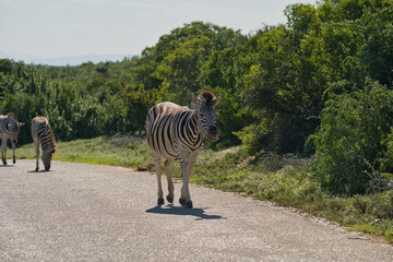 Naklejka premium A zebra walking on a gravel road surrounded by green bushes and trees, with additional zebras visible in the background under a clear sky.