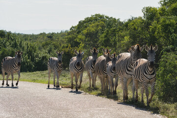 Naklejka premium A group of zebras walking along a gravel road, surrounded by green bushes and trees under a clear sky.
