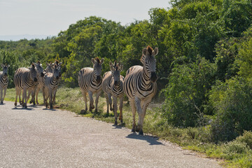 Naklejka premium A herd of zebras walking along a road in a lush green environment, showcasing their distinctive black and white stripes.