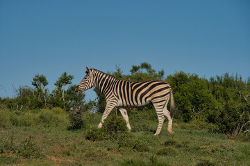 Naklejka premium A zebra walks gracefully through a lush green landscape under a clear blue sky, showcasing its distinctive black and white stripes.
