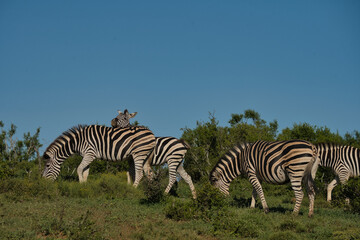 Naklejka premium A group of zebras is grazing on green grass under a clear blue sky, showcasing their distinctive black and white stripes.