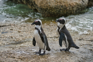 Fototapeta premium Two African penguins standing on a rocky shore, with ocean waves in the background, showcasing their distinctive black and white plumage.