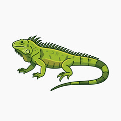 Fototapeta premium Green Iguana