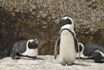 Fototapeta premium Two African penguins resting on a rocky surface, displaying distinctive black and white plumage, one standing and one lying down.
