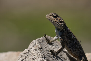 Fototapeta premium A close-up of a lizard perched on a rocky surface, showcasing its textured skin and alert posture against a blurred natural background.