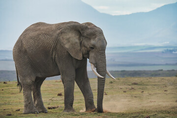 Fototapeta premium A solitary elephant is foraging in a grassy landscape with mountains in the background. Dust rises as it interacts with the ground.