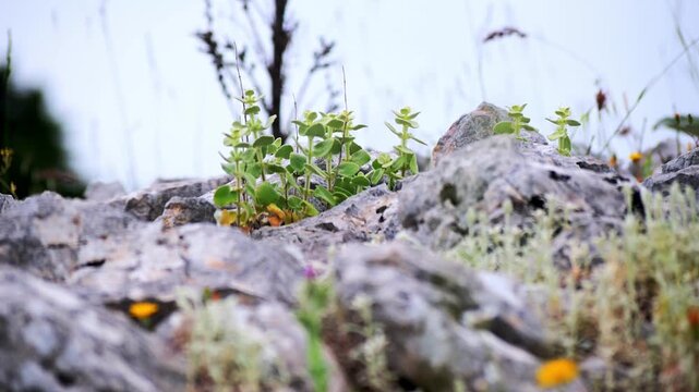 Rack focus transition from a thorn plant to a sage plant in the forest. Static shot footage, nature concept.
