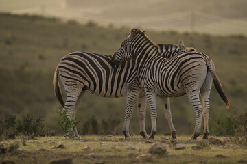 Naklejka premium Two zebras stand closely together in a serene natural setting, showcasing their unique black and white stripes amid a soft-focus background.