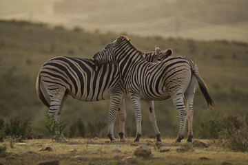 Naklejka premium Two zebras standing closely together, appearing affectionate, in a serene landscape during golden hour with soft lighting.