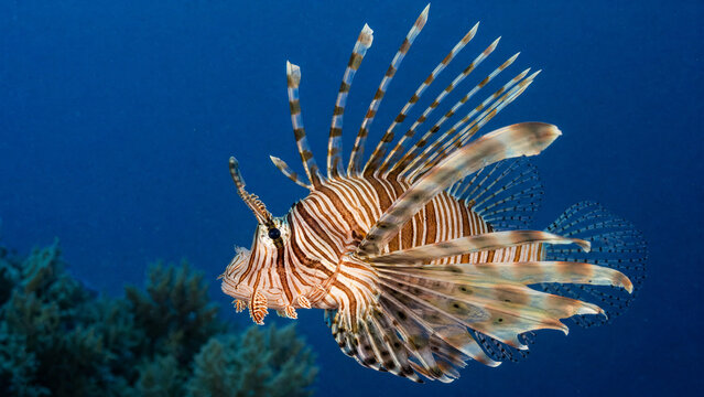  lion fish photography clean and professional