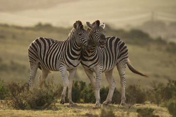 Naklejka premium Two zebras stand close, their heads touching in a natural setting. The background features a soft, blurred landscape with gentle hills.