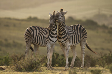 Naklejka premium Two zebras gently touching heads in a serene landscape, showcasing their distinctive black and white stripes against a blurred background.