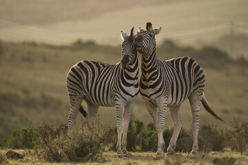 Naklejka premium A pair of zebras nuzzle each other against a blurred natural background, showcasing their distinctive black and white stripes during golden hour.