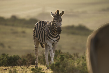Naklejka premium A zebra stands in a grassy landscape under soft sunlight, showcasing its distinctive black and white stripes against a blurred background.
