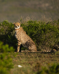 Naklejka premium A cheetah with distinctive spots sitting gracefully among green bushes in its natural environment, showcasing its unique features and alert posture.
