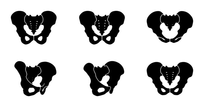 Human Pelvis Anatomy Icons, Medical Bone Structure Illustrations, Skeletal System Diagrams, Health Science Vector Set
