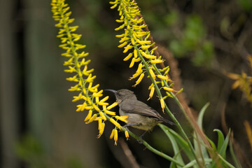 Fototapeta premium A small bird perched near bright yellow flowers, showcasing a colorful interaction with nature. The setting highlights the beauty of wildlife and plant life.