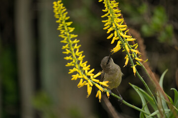 Fototapeta premium A hummingbird hovers while feeding on bright yellow flowers in a natural setting, showcasing its delicate features and vibrant colors.