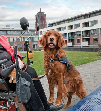 Assistence dog for disabled people. Dog assists people with a disability