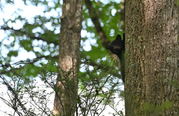 Black Bear Cub Climbing Tree © StevertS