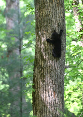 Black Bear Cub Climbing Tree © StevertS