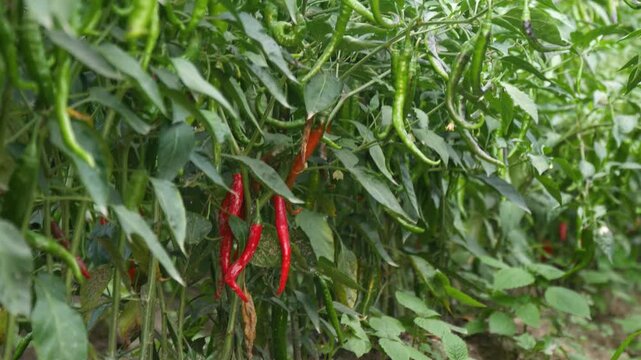 Ripe Red Chillies Surrounded by Green Chilli Peppers Growing on Plant in Farm Field