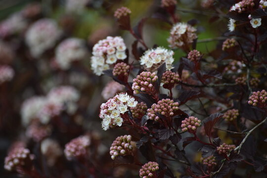 Ninebark