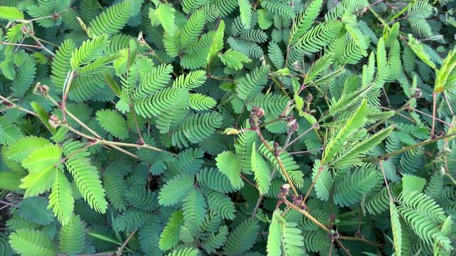 The evergreen Mimosa pudica plant grows abundantly in the wild, featuring delicate and uniquely detailed small leaves.
