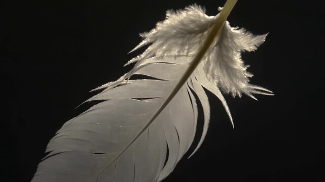 A close-up of a delicate white feather against a dark background. The feather displays intricate details and soft textures, emphasizing its lightness and elegance.