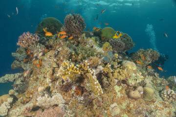 Obraz premium Coral reef and water plants in the Red Sea, Eilat Israel 