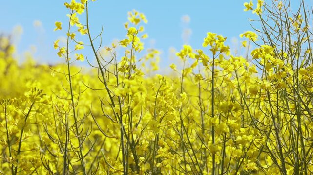 beautiful yellow rapeseed flowers blooming field summer landscape, Br&aacute;ssica n&aacute;pus plants in sun, ripening agro culture, agricultural growing, environmentally friendly plants, vegetable oil production