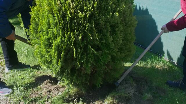 Father and adult son working together to dig around and uproot a large thuja bush during backyard garden renovation