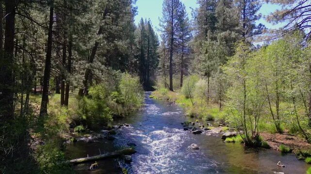 The crystal-clear Metolius River in a Ponderosa Pine forest near Camp Sherman in the Oregon Cascade Range