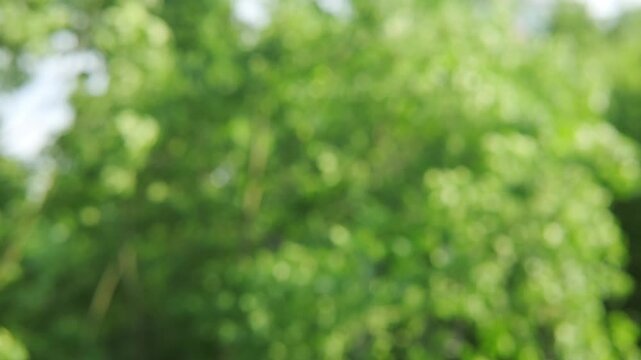 abstract background banner, green natural blurred bokeh, green foliage flutter in wind, summertime season, good weather, natural placement presentation, natural forest, environmental background