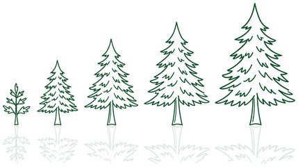 Obraz premium Stages of fir tree growth. evergreen conifer plant development.