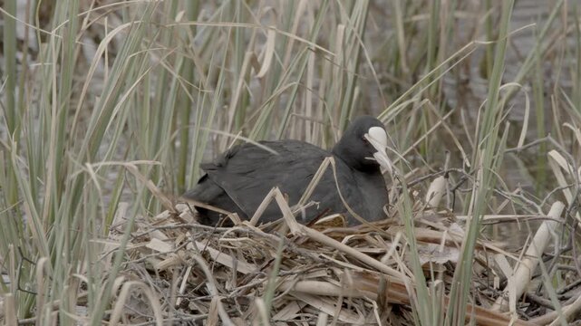 Eurasian coot (Fulica atra) sitting in nest in the reeds in spring, Lohja, Finland, Europe.