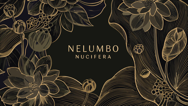 golden lotus flower illustration with botanical details and dark background artistic floral design