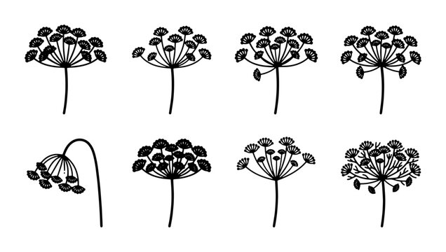 Botanical Dill Flower Vector Icons, Umbel Seed Head Illustrations, Herb Plant Silhouettes, Culinary Ingredient Graphics