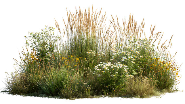 Wild meadow grasses and wildflowers isolated on white background