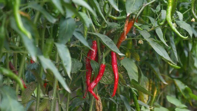 Close up pan of Ripe Red Chillies Surrounded by Green Chilli Peppers Growing on Plant in Farm Field