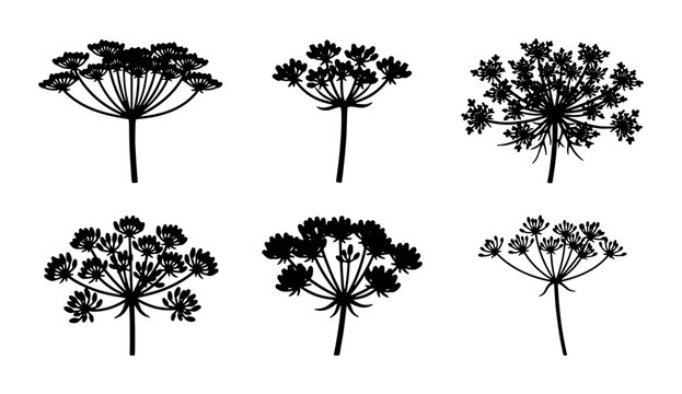Black Dill Flower Silhouettes, Umbel Herb Vector Collection, Botanical Plant Icons for Design